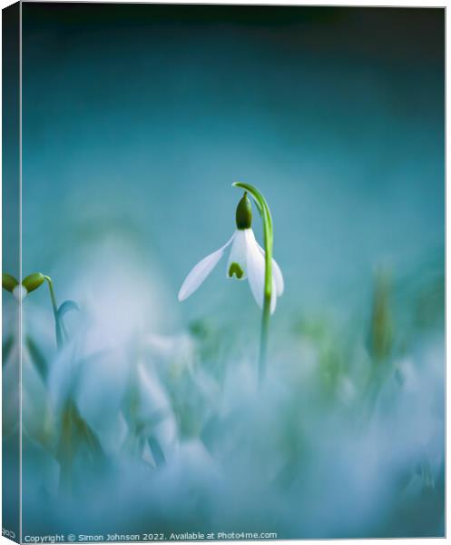 Snowdrop flower  Canvas Print by Simon Johnson