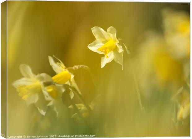Daffodils Flower  Canvas Print by Simon Johnson