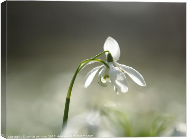 Snowdrop close up Canvas Print by Simon Johnson