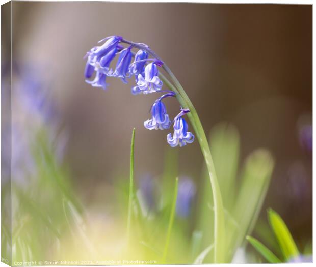 Plant flower Canvas Print by Simon Johnson