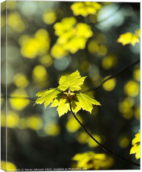 Plant tree Canvas Print by Simon Johnson