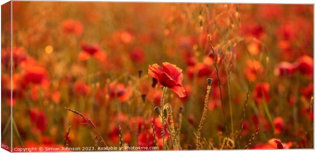 Sunlit poppy field Canvas Print by Simon Johnson