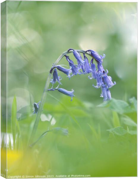 A close up of a  Blueberll flower Canvas Print by Simon Johnson