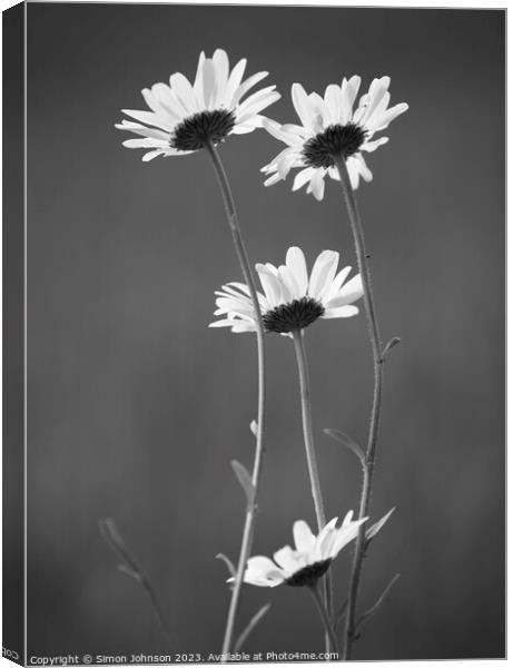 Four Daisy flowers monochrome  Canvas Print by Simon Johnson