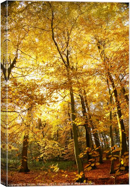 Sunlit autumnal woodland  Canvas Print by Simon Johnson