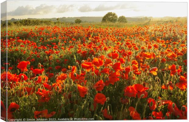 Sunlit poppies  Canvas Print by Simon Johnson