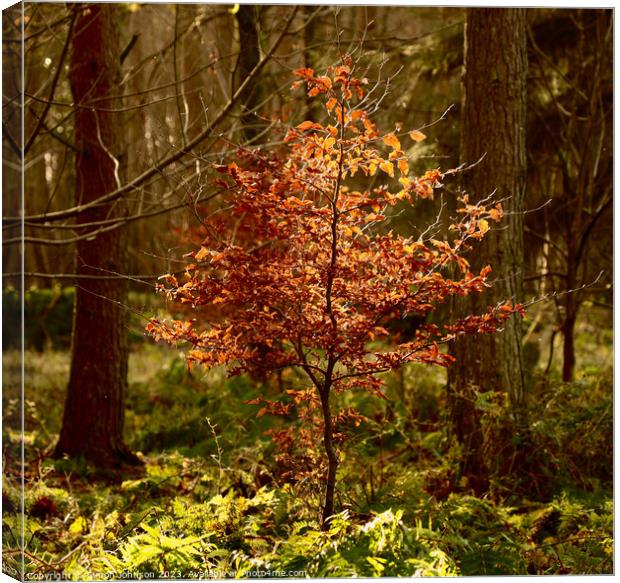 Sunlit Beech tree  Canvas Print by Simon Johnson