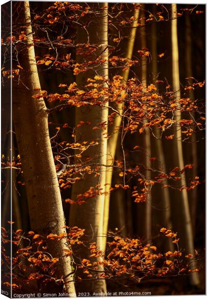 Sunlit woodland and beech leaves Canvas Print by Simon Johnson