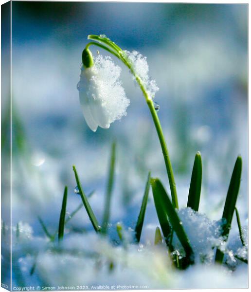 A close up of a Snowdrop flower Canvas Print by Simon Johnson