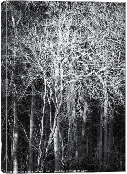 Sunlit tree monochrome  Canvas Print by Simon Johnson
