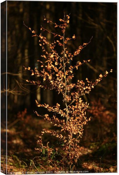 A christmas tree lit up at night Canvas Print by Simon Johnson