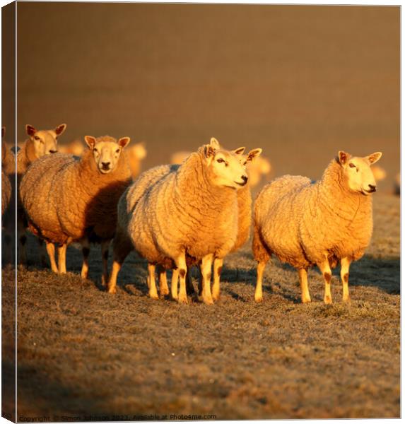 A group of sheep standing on top of a field Canvas Print by Simon Johnson