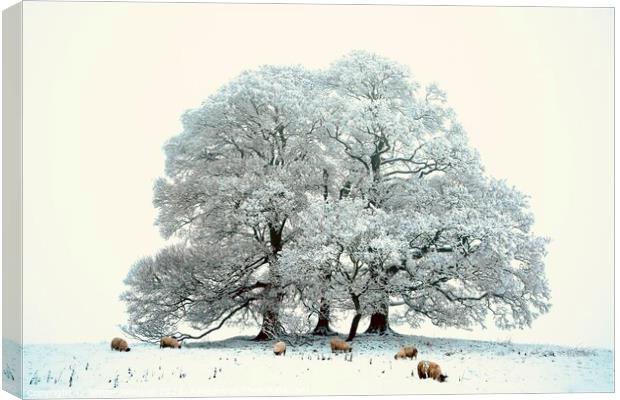sheep, trees and snow Canvas Print by Simon Johnson