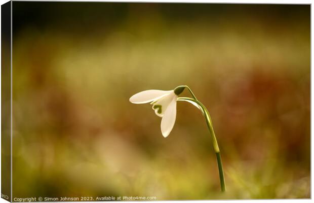 A close up of a  snowdrop flower  Canvas Print by Simon Johnson