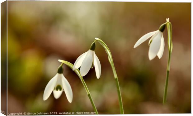 Close up of Sunlit Snowdrops flowers Canvas Print by Simon Johnson