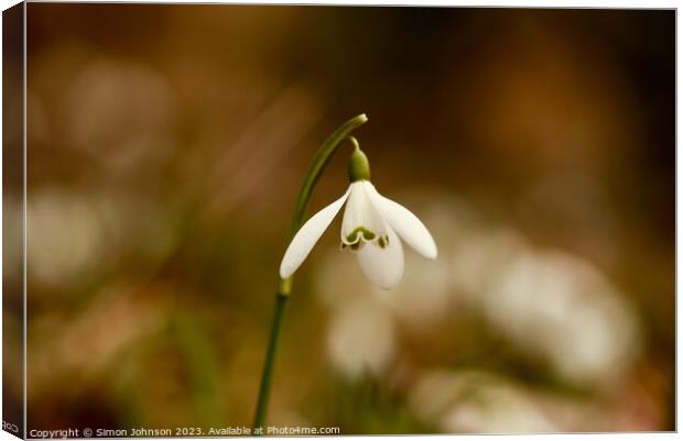 Snowdrop flower Canvas Print by Simon Johnson