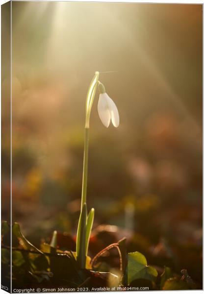 Snowdrop flower Canvas Print by Simon Johnson