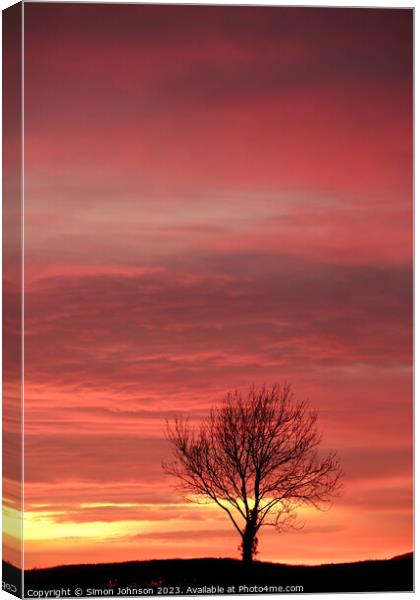 Tree Silhouette  Canvas Print by Simon Johnson