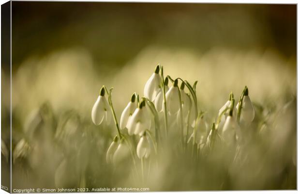 A close up of sunlit Snowdrops Canvas Print by Simon Johnson