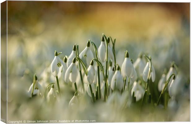 A close up of Snowdrop Flowers  Canvas Print by Simon Johnson