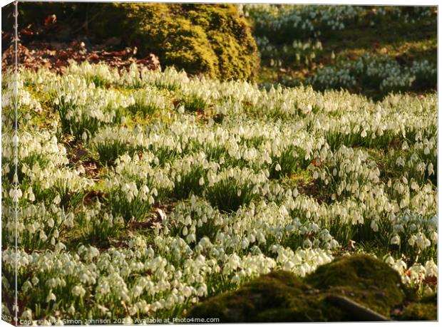 Plant  Canvas Print by Simon Johnson