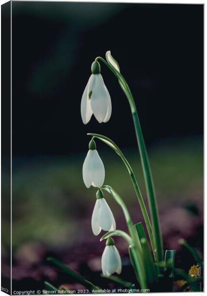 Snowdrop flowers Canvas Print by Simon Johnson