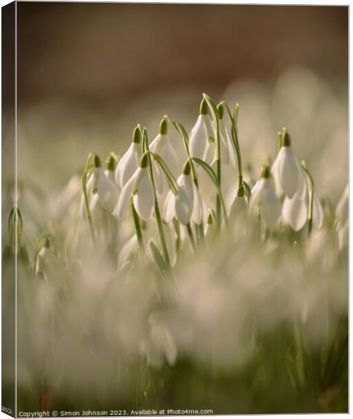   Snowdrops Canvas Print by Simon Johnson