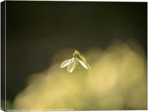 Sunlit Snowdrop  Canvas Print by Simon Johnson