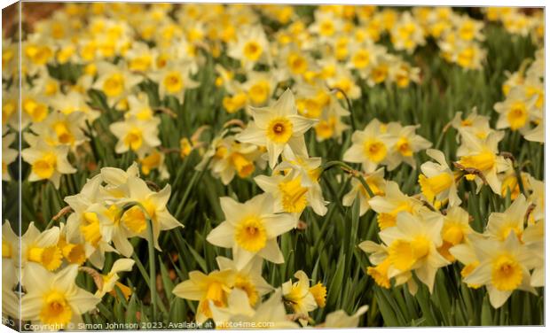 Host of daffodils  Canvas Print by Simon Johnson