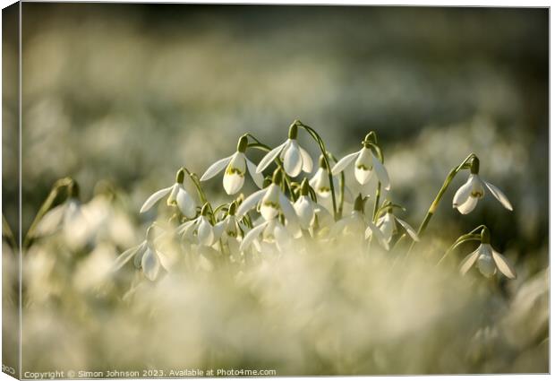 sunlit snowdrops Canvas Print by Simon Johnson