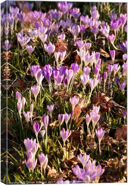 spring crocus Canvas Print by Simon Johnson