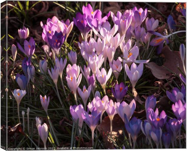 sunlit  spring crocus flowers Canvas Print by Simon Johnson