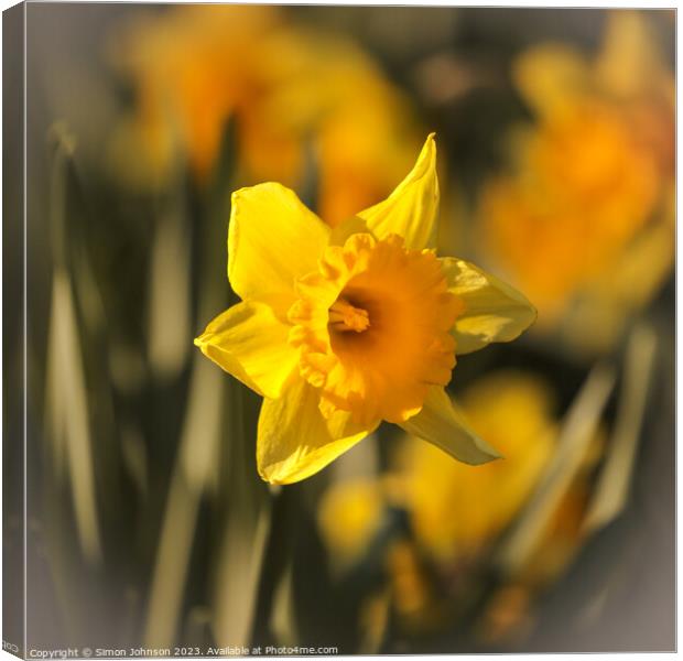 sunlit daffodils  Canvas Print by Simon Johnson