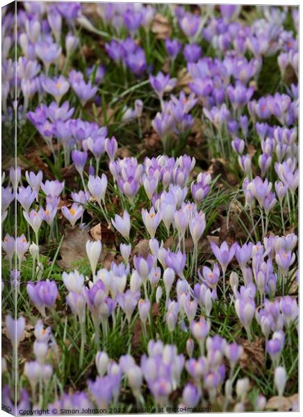 Plant flower Canvas Print by Simon Johnson