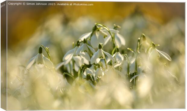 A close up of a flower Canvas Print by Simon Johnson