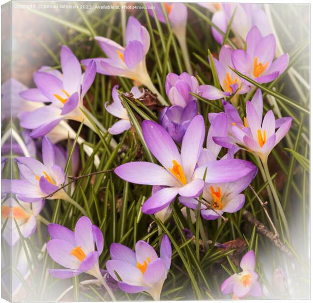 crocus flowers Canvas Print by Simon Johnson