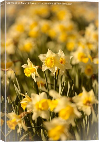 Daffodil  flowers Canvas Print by Simon Johnson
