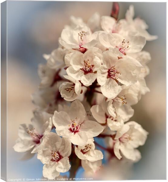 spring blossom Canvas Print by Simon Johnson