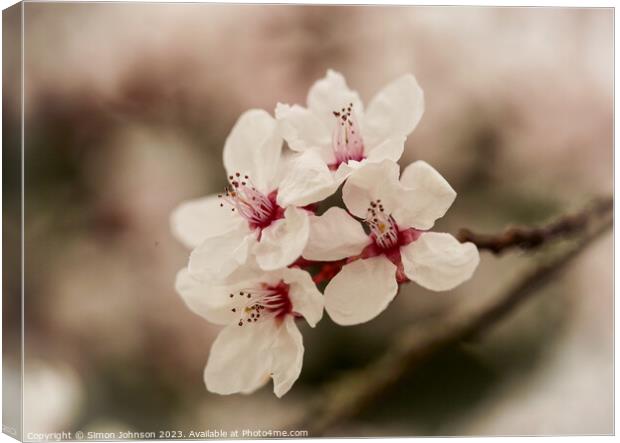 Early spring blossom flower Canvas Print by Simon Johnson