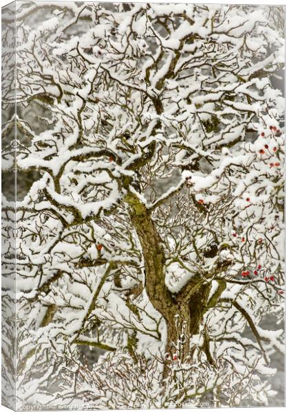 Snow clad tree Canvas Print by Simon Johnson