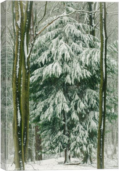 spring snow Canvas Print by Simon Johnson