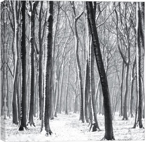 Snowy Woodland Path Canvas Print by Simon Johnson