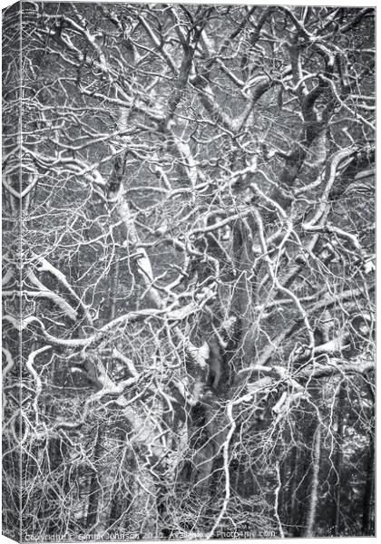 Frosted  tree  Canvas Print by Simon Johnson
