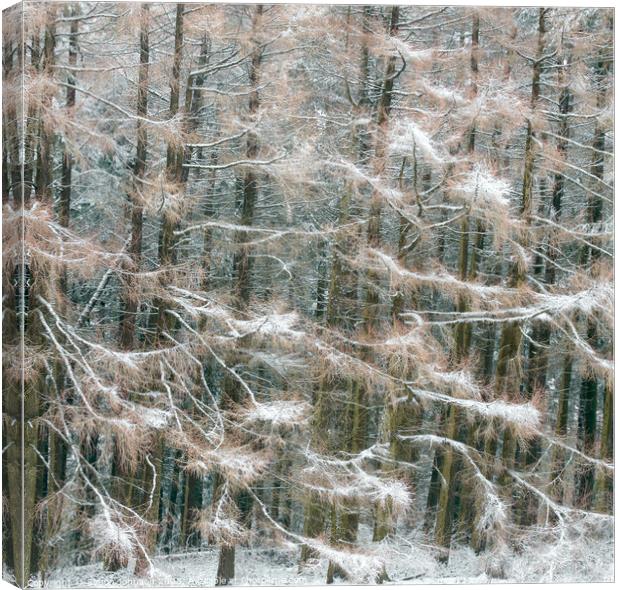 Frosted conifers Canvas Print by Simon Johnson