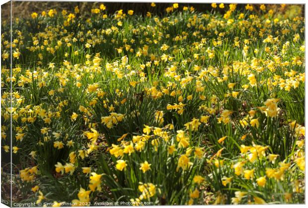 Outdoor field of daffodils  Canvas Print by Simon Johnson