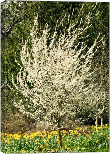 Plant tree Canvas Print by Simon Johnson