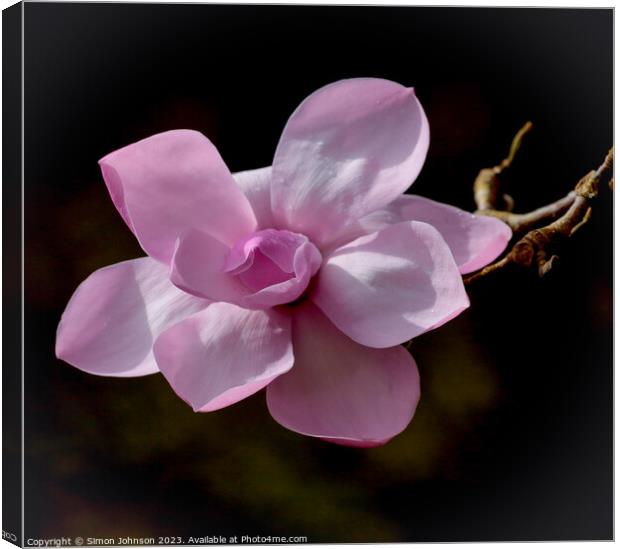 Magnolia flower Canvas Print by Simon Johnson