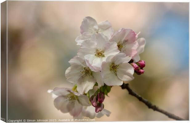 Spring Cherry blossom  Canvas Print by Simon Johnson