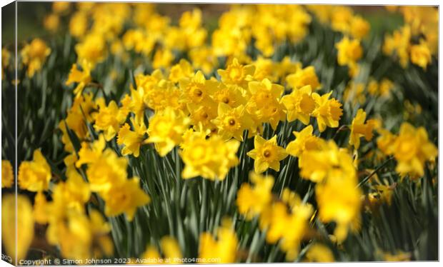 Sunlit Daffodils  Canvas Print by Simon Johnson