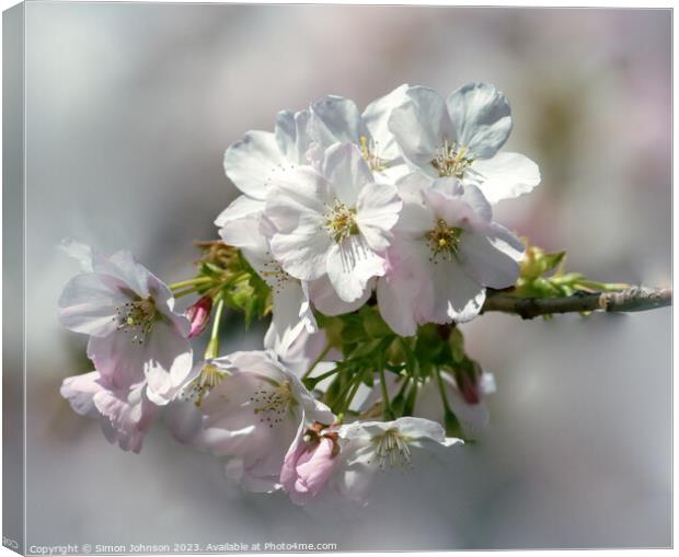 Cherry Blossom Canvas Print by Simon Johnson